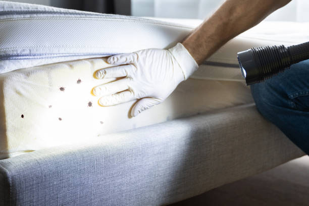 Best Insect Control  in Billington Heights, NY