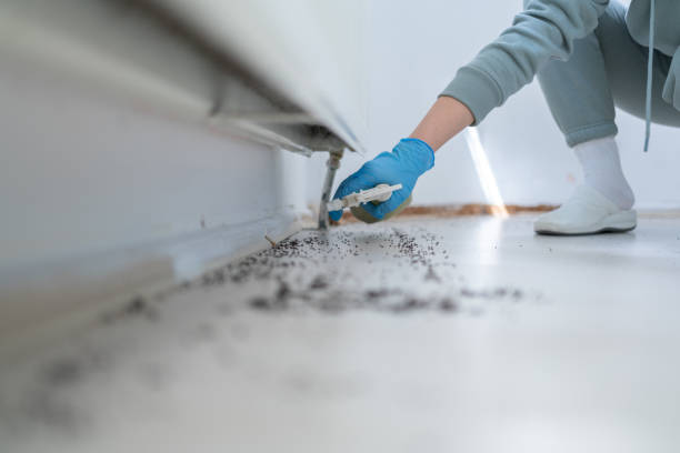 Best Flea Control Services  in Billington Heights, NY